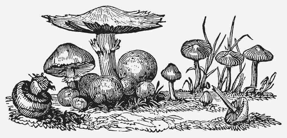 Mushroom